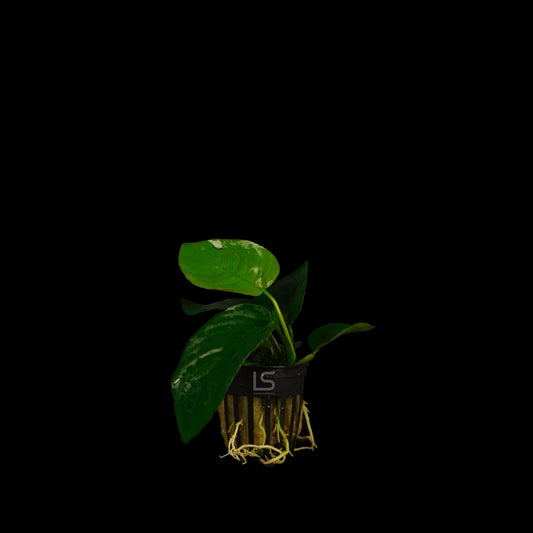 Anubias Broad Leaf