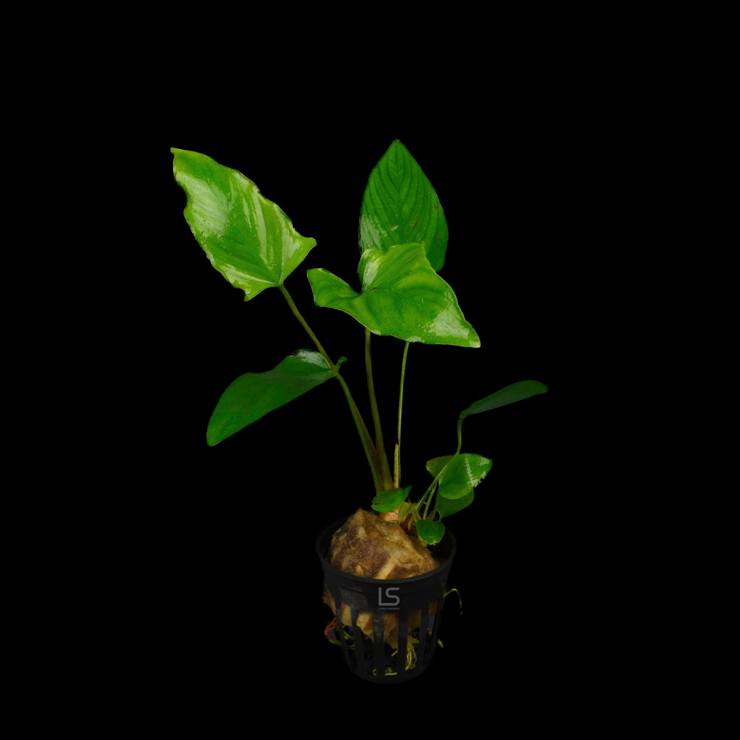 Anubias Hastifolia