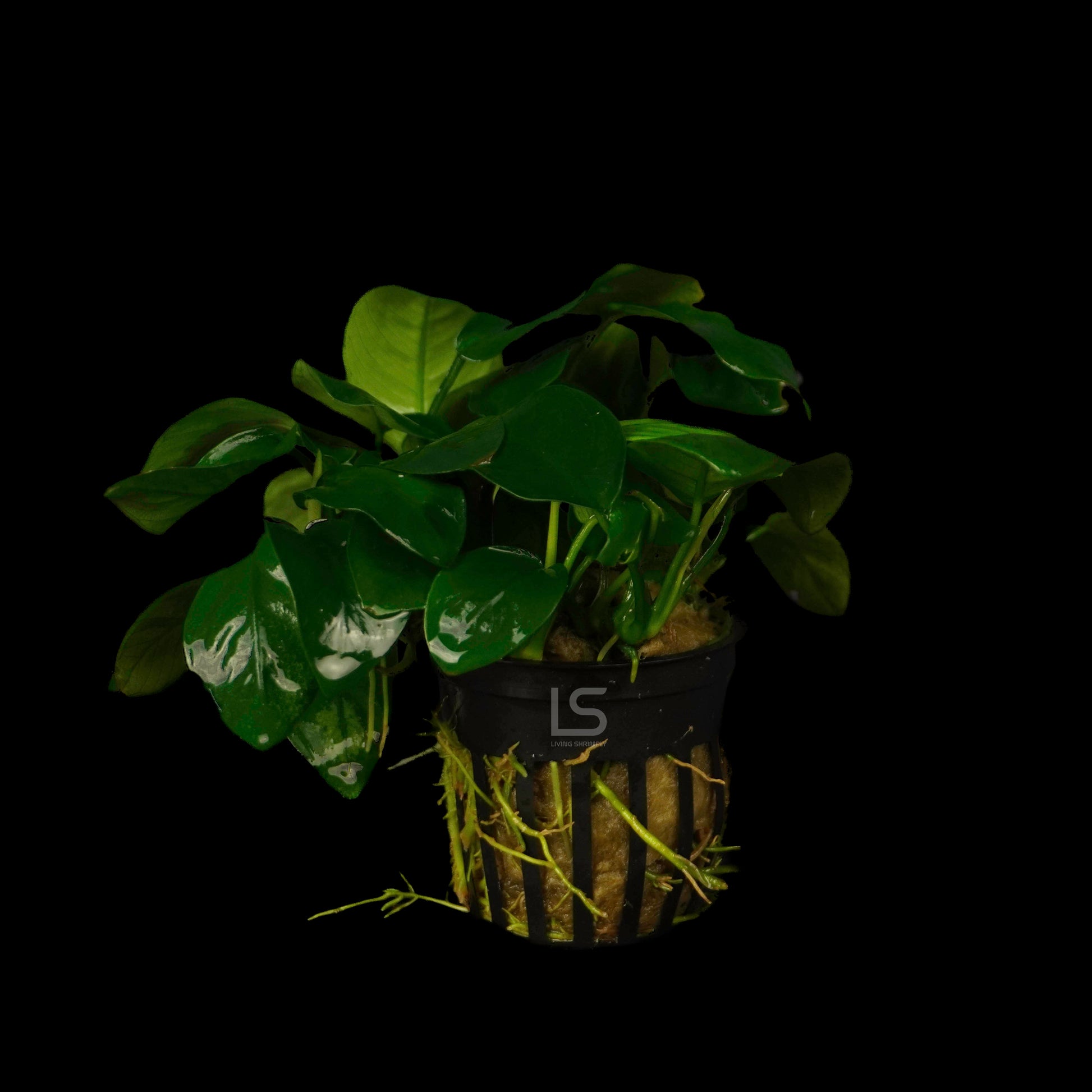 Anubias Nana