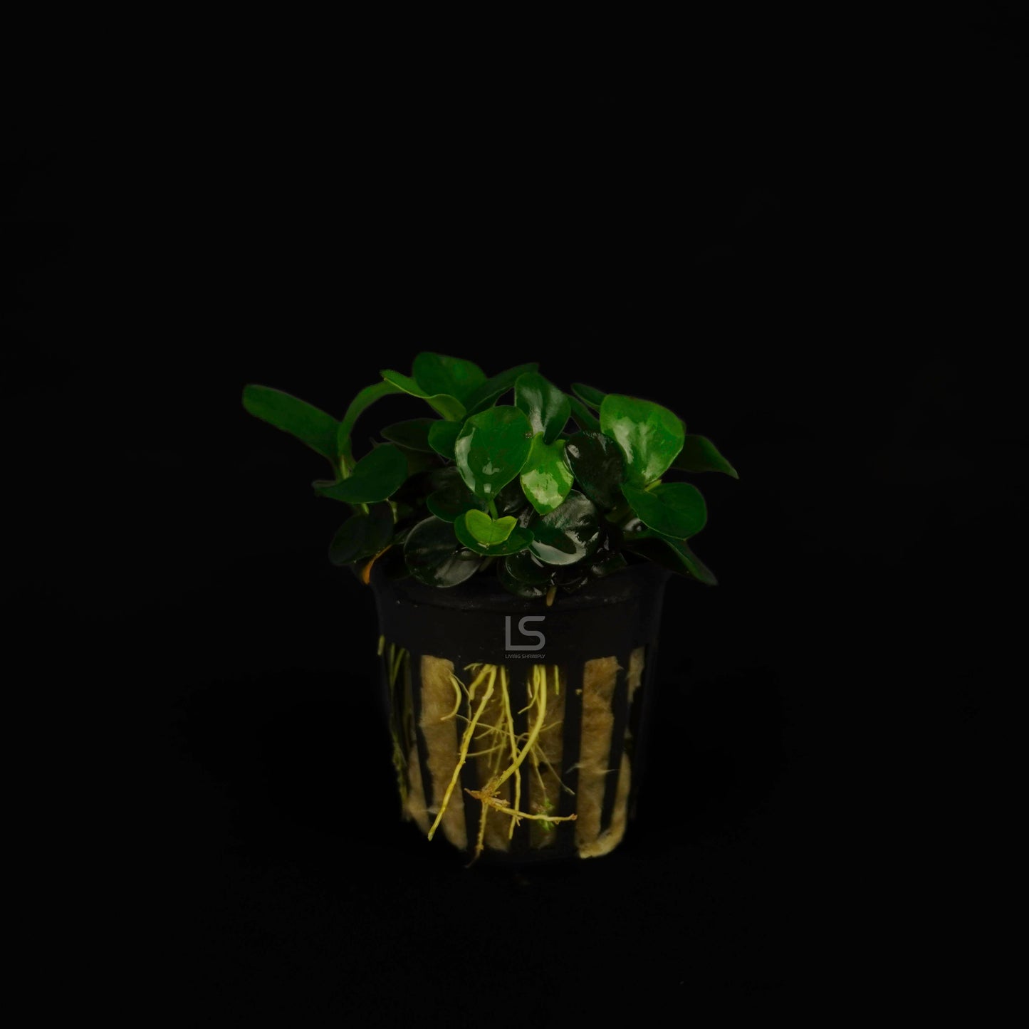 Anubias Nana