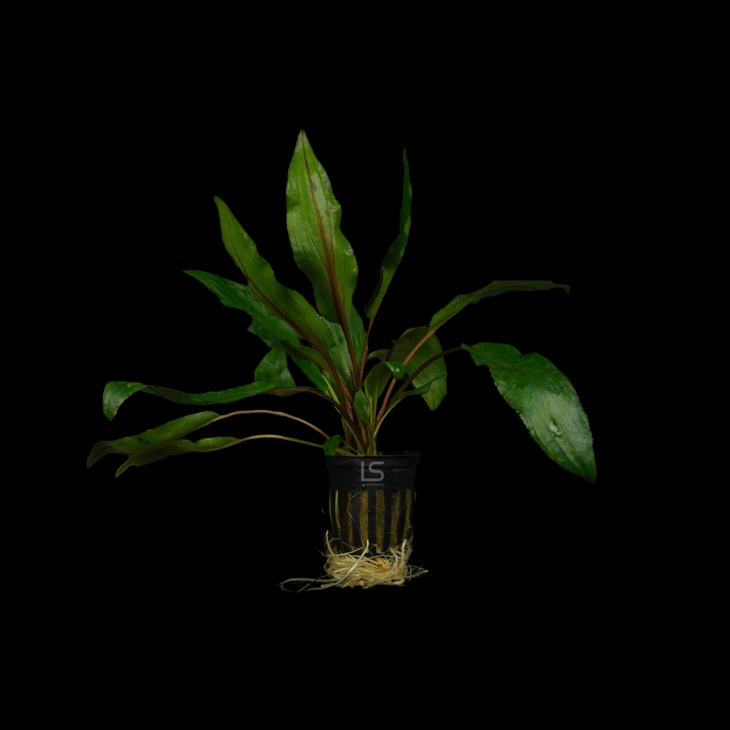 Cryptocoryne Lucens