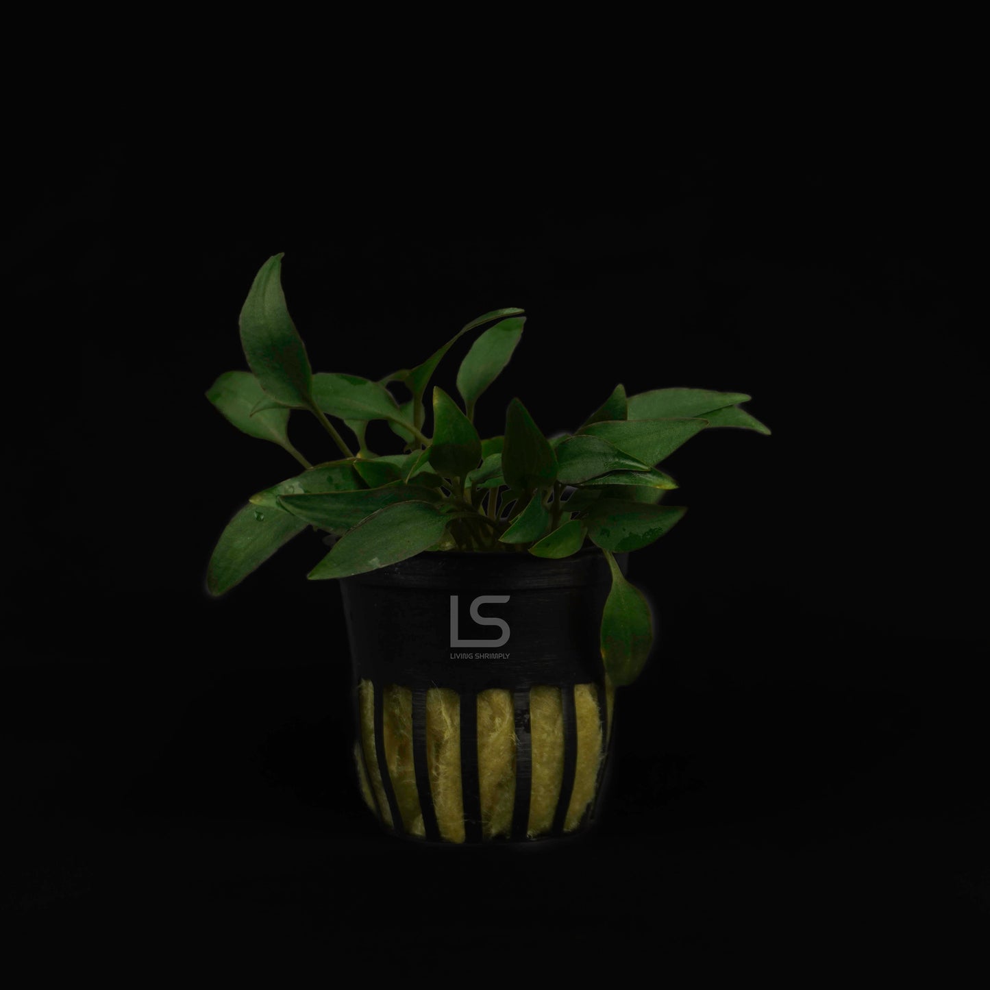 Cryptocoryne Walkeri