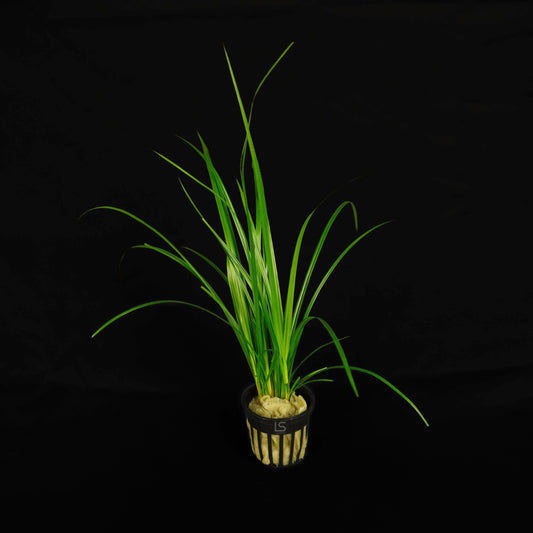 Cyperus Helferi