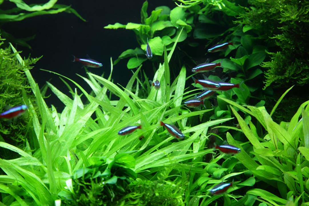 Echinodorus ‚ÄòQuadricostatus‚Äô Tissue Culture (TC)