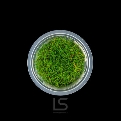 Eleocharis Acicularis Mini 'Hairgrass' Tissue Culture (TC)