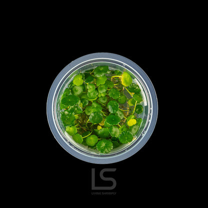 Hydrocotyle Verticillata Tissue Culture (TC)