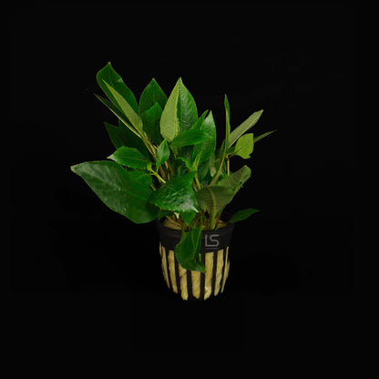 Hygrophila Corymbosa Compacta