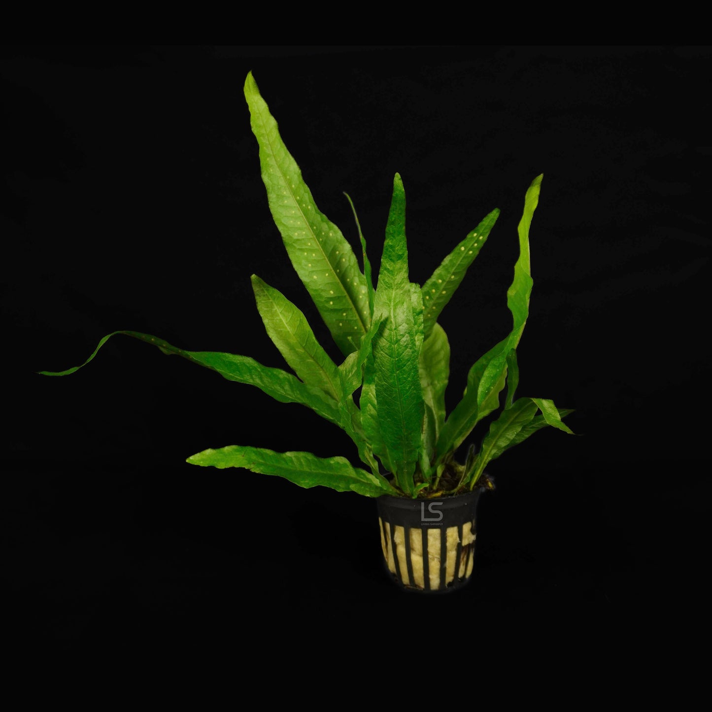 Microsorum Pteroptus 'Java Fern'