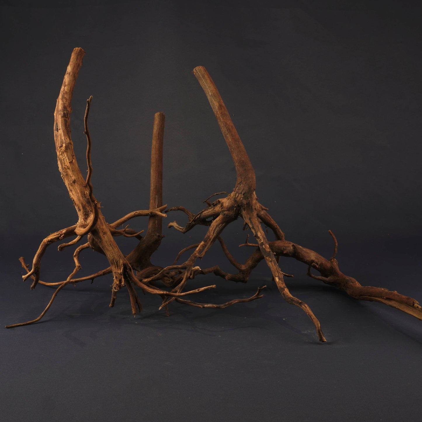 Rasamala Driftwood