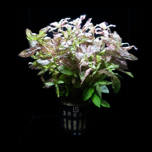 Hygrophila Polysperma Variegated 'Rosanervis'