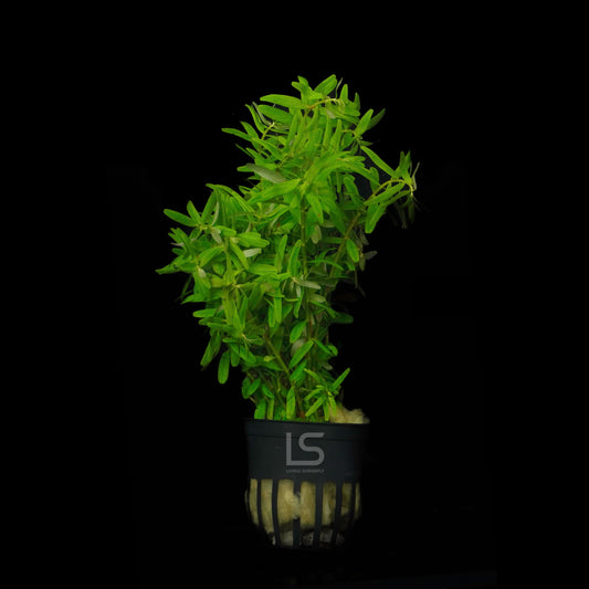 Rotala Green