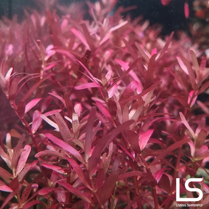 Rotala 'Super/Blood Red'