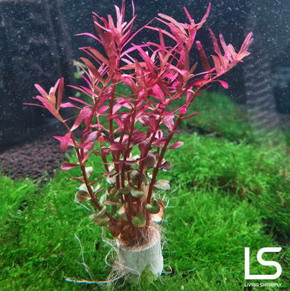 Rotala 'Super/Blood Red'