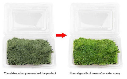 Terrestrial Moss for Terrarium / Vivarium / Paludarium