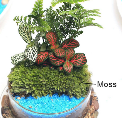 Terrestrial Moss for Terrarium / Vivarium / Paludarium