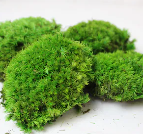 Terrestrial Moss for Terrarium / Vivarium / Paludarium