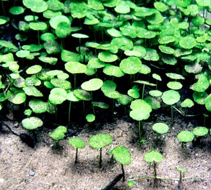 Hydrocotyle Verticillata Tissue Culture (TC)