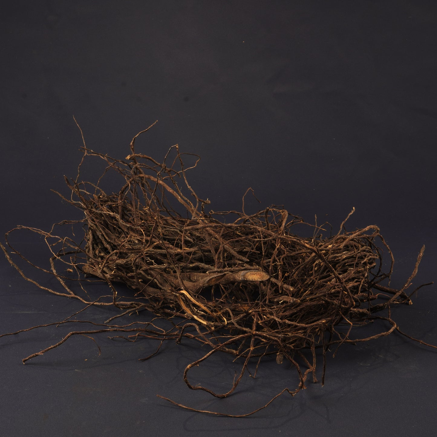 Senggani Roots