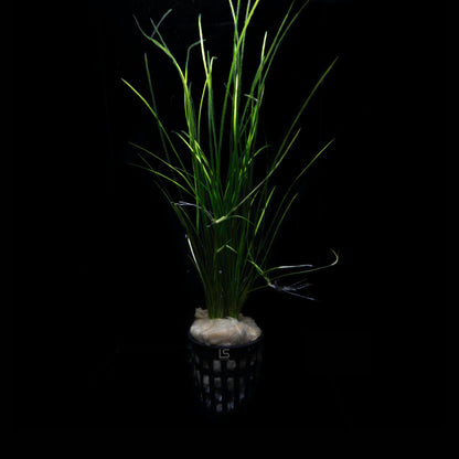 Vallisneria Nana