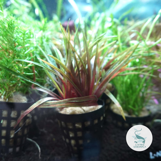 [Live Aquatic Plant] Eriocaulon Quinquangulare Emersed Potted