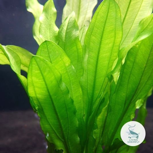 [Live Aquatic Plant] Echinodorus Martii Potted