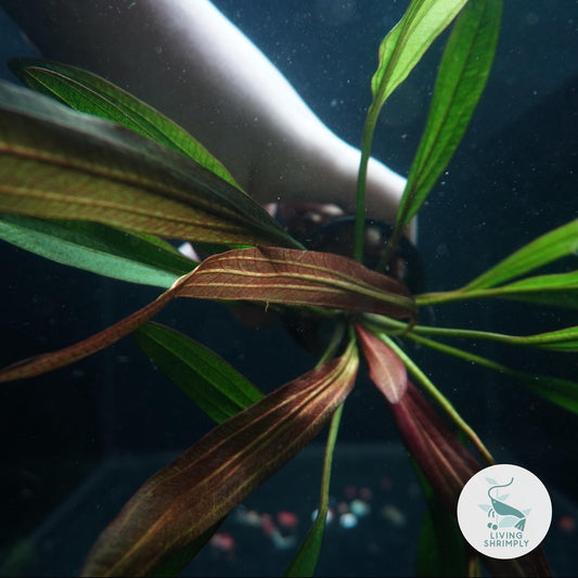 [Live Aquatic Plant] Echinodorus Red Rubin Submersed Potted