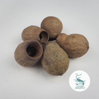 [NEW IN] Australia Alder Mediterranean Cypress & Eucalyptus Cone For Shrimps