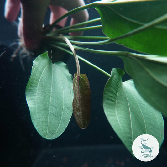 [Live Aquatic Plant] Echinodorus Frans Stoeffel Emersed Potted