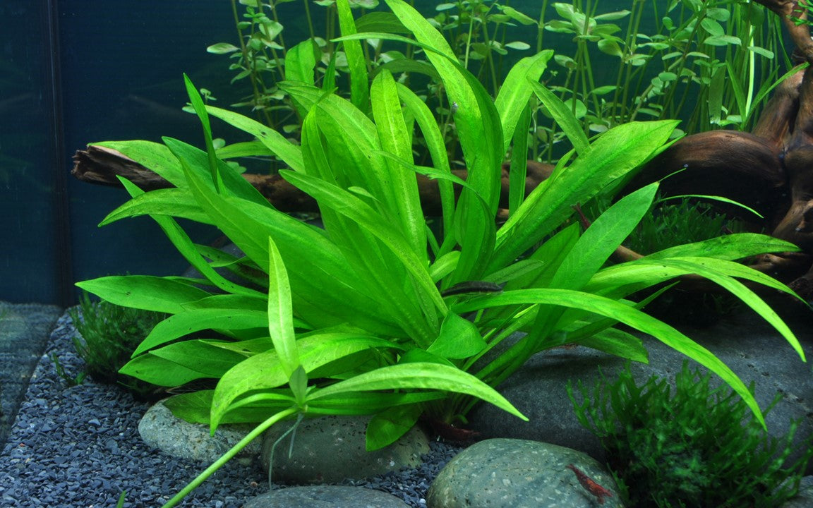 Echinodorus ‚ÄòQuadricostatus‚Äô Tissue Culture (TC)