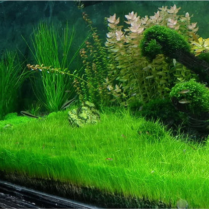 Eleocharis Acicularis Mini 'Hairgrass' Tissue Culture (TC)