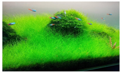 Eleocharis Acicularis Mini 'Hairgrass' Tissue Culture (TC)